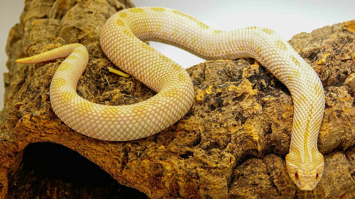 Straing Snake Norfolk ranked second in country for stray snake incidents