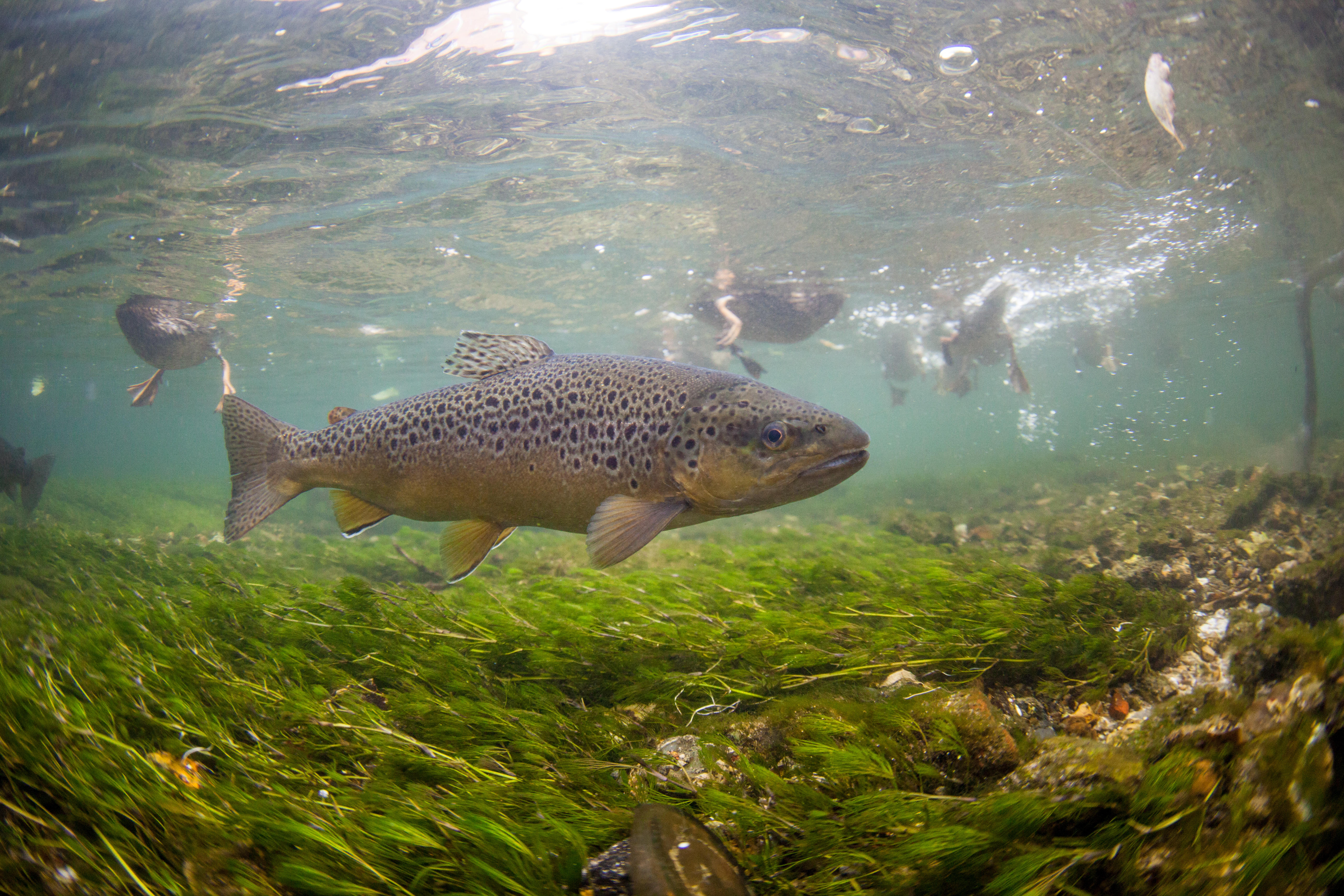 Fish moved from drought hit river in west Berkshire