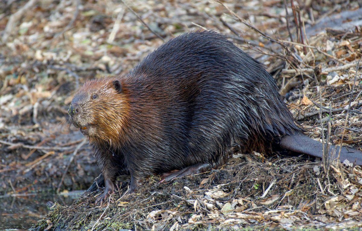 'Sombre start' for beach rangers after discovery of dead beaver