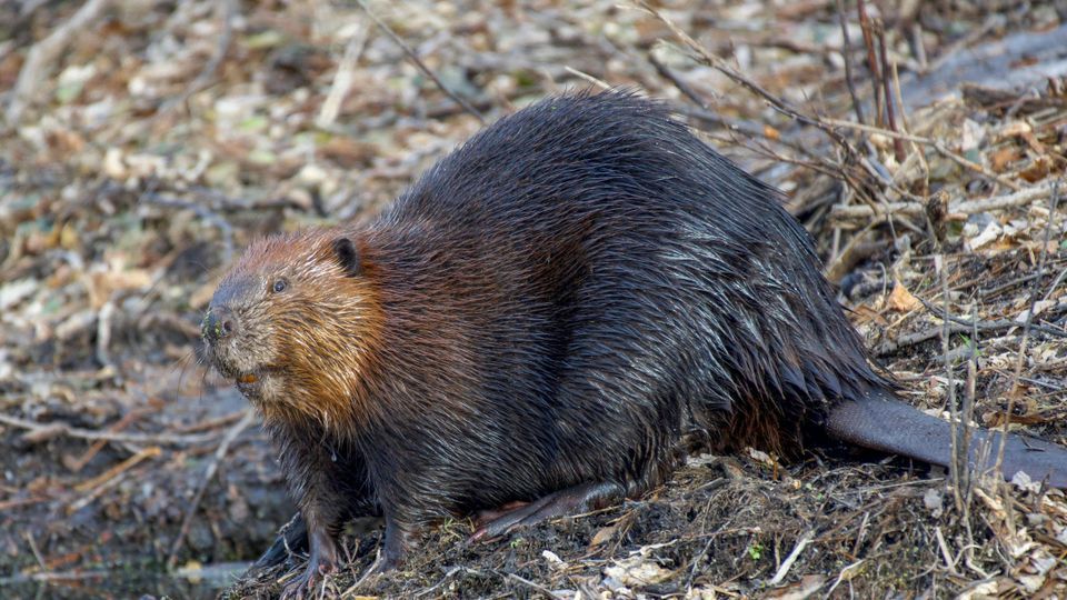 Pathology report reveals dead beaver suffered swollen stomach