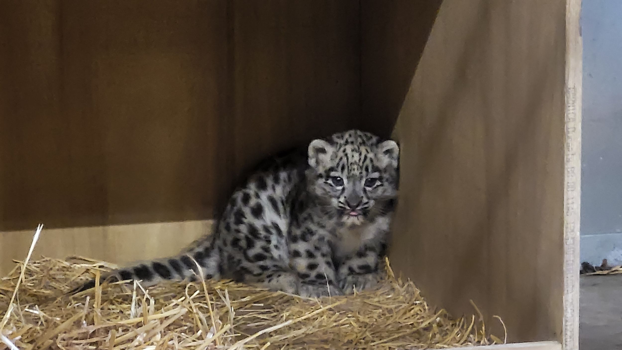 Chester Zoo welcomes its first ever snow leopard cub Chester Zoo welcomes its first ever snow leopard cub