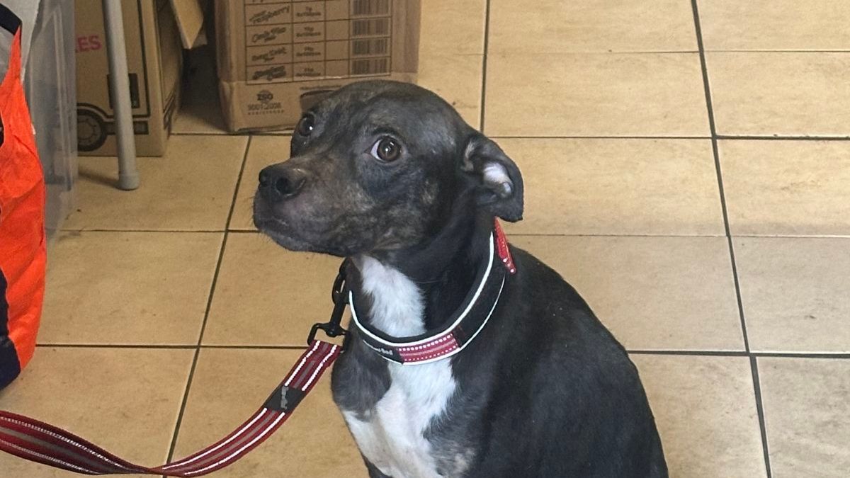 'Sorry for resorting to this' - Dog abandoned with note on the Wirral