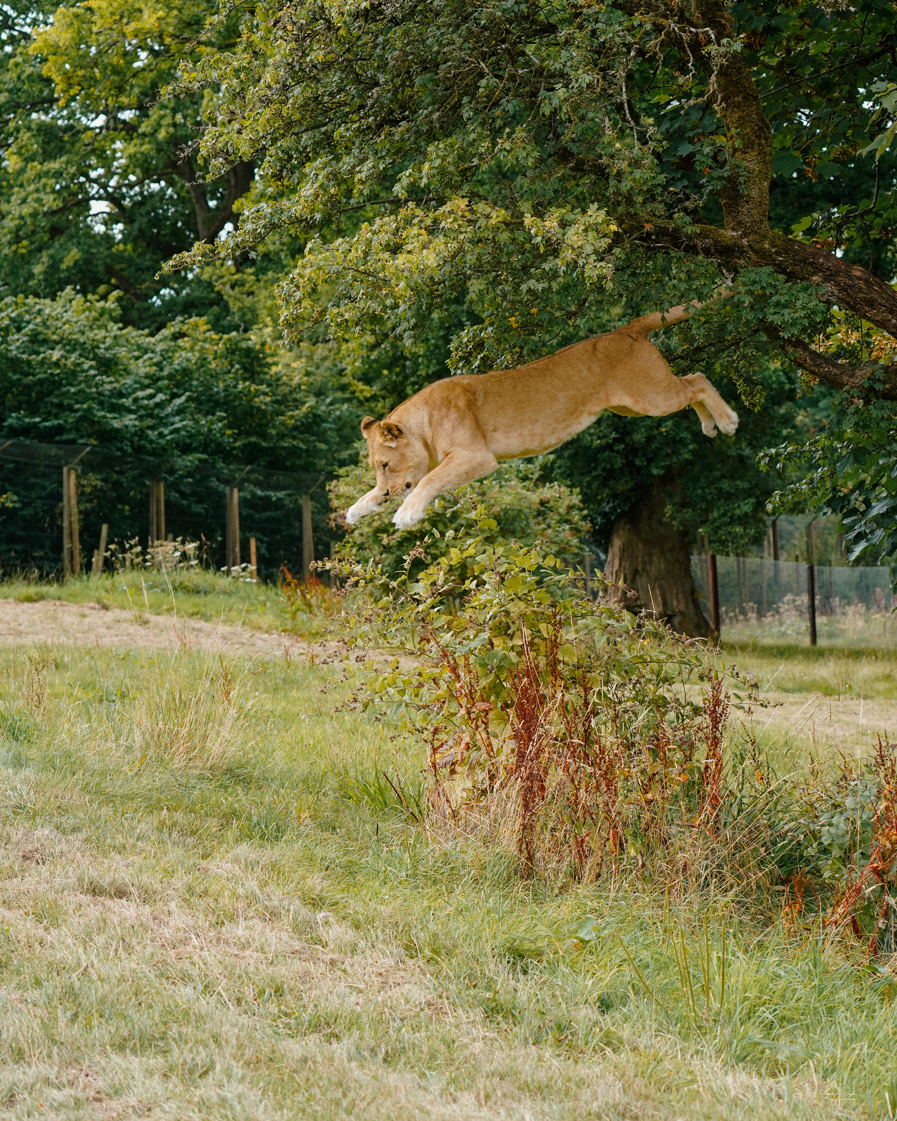 Longleat Safari Park: Beryl the big cat dubbed 'flying lion'
