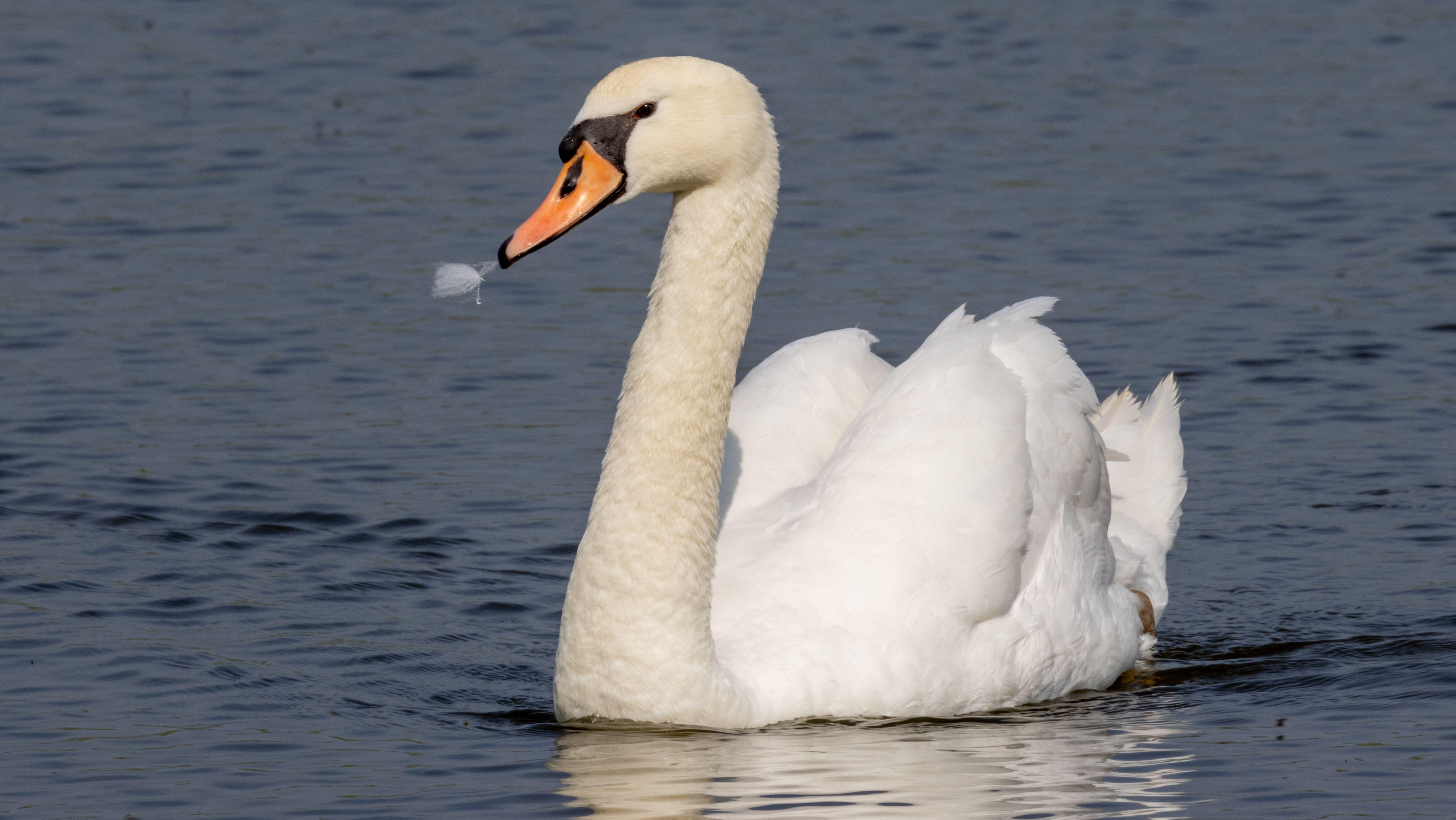 Police launch investigation after swan believed to have been strangled ...