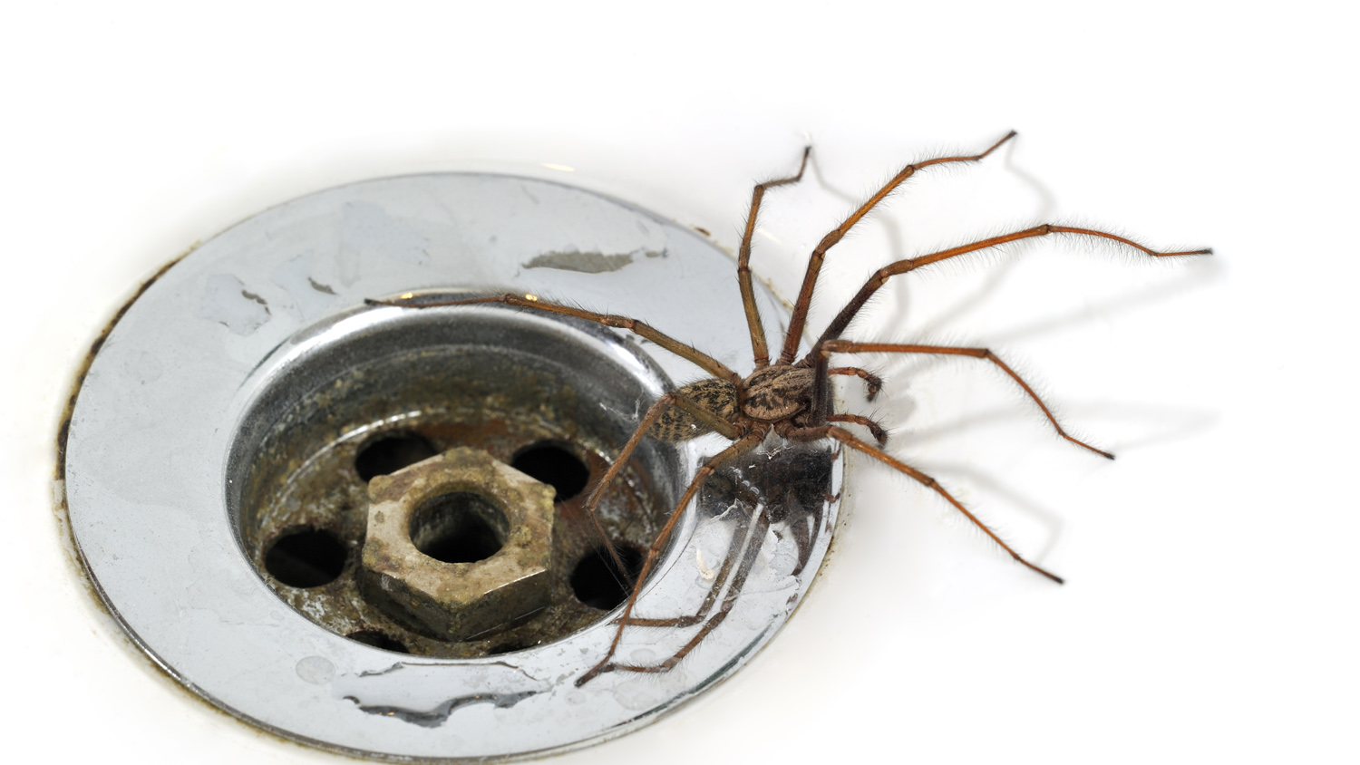 10 ways to spider-proof your house