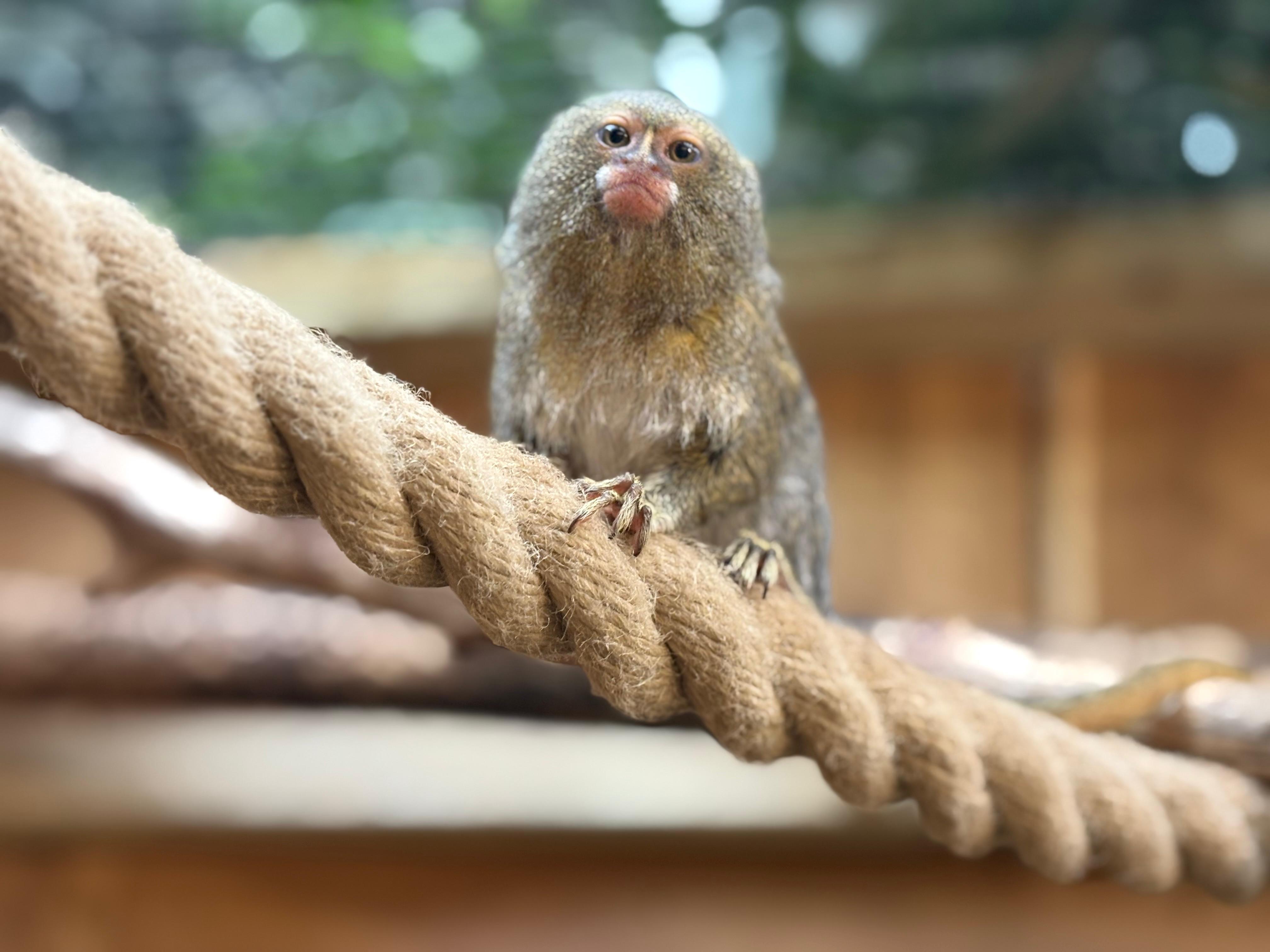 Miniature monkey moved out of Leeds zoo as part of bid to save species ...