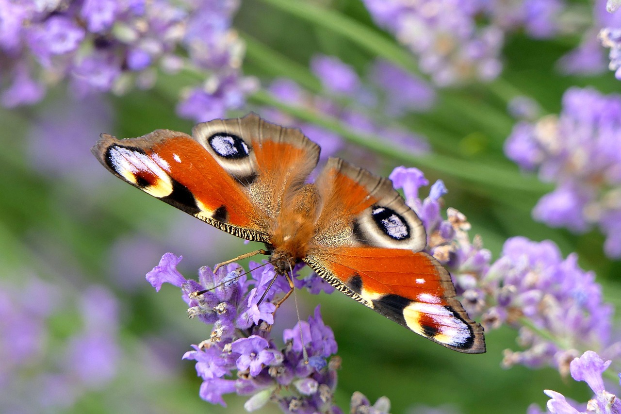 Butterflies and bogs at risk due to climate change say conservationists