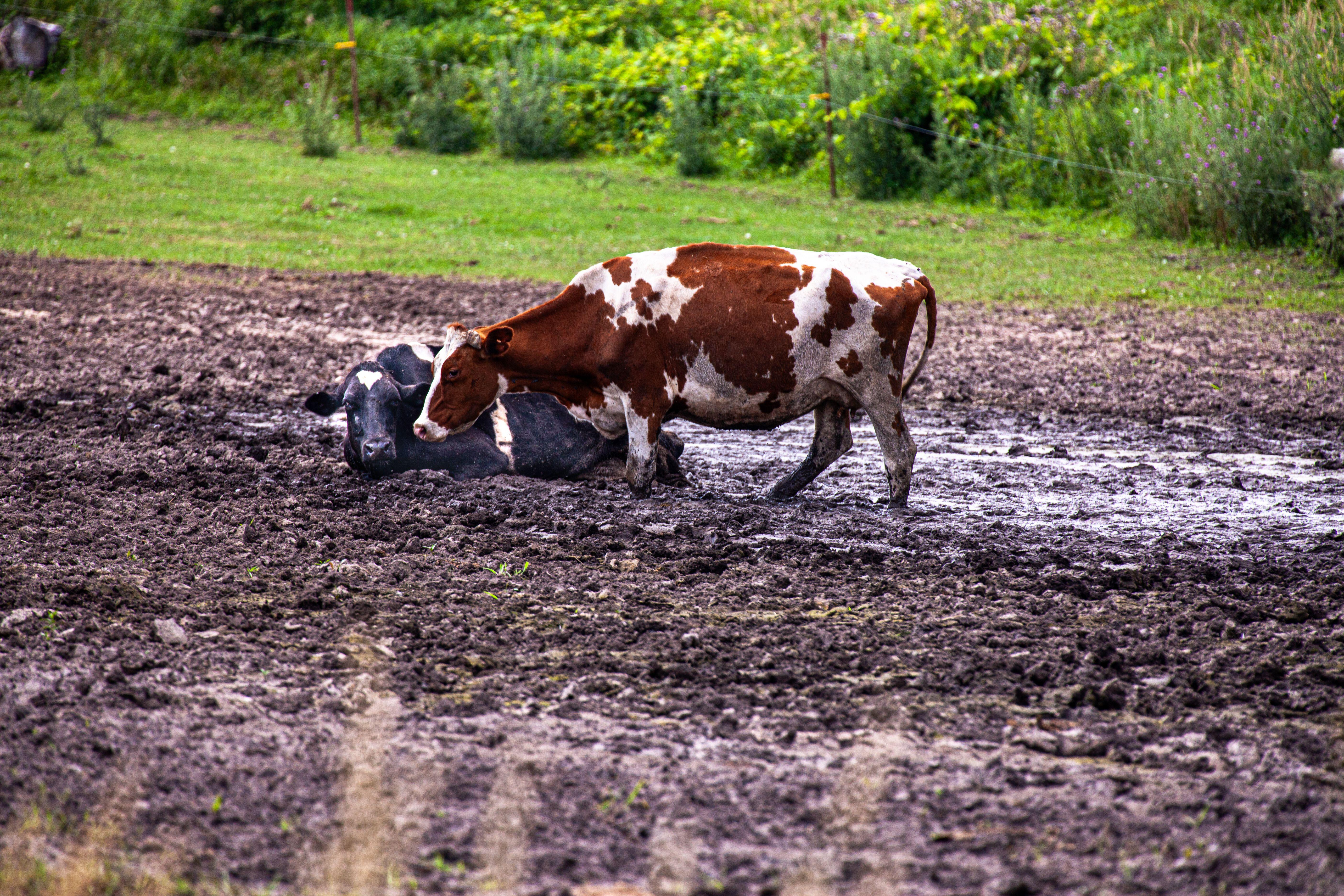 Cows rescued by firefighters in Edington | News - Greatest Hits Radio ...