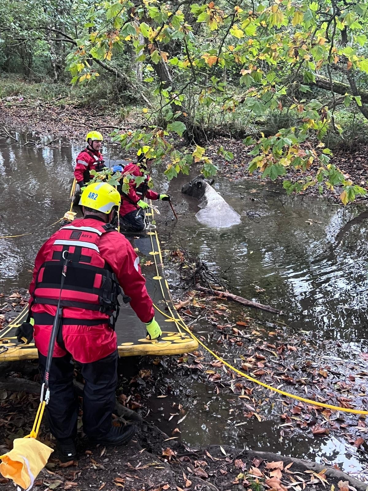 Firefighters rescue cow that got stuck in the mud in the River Itchen