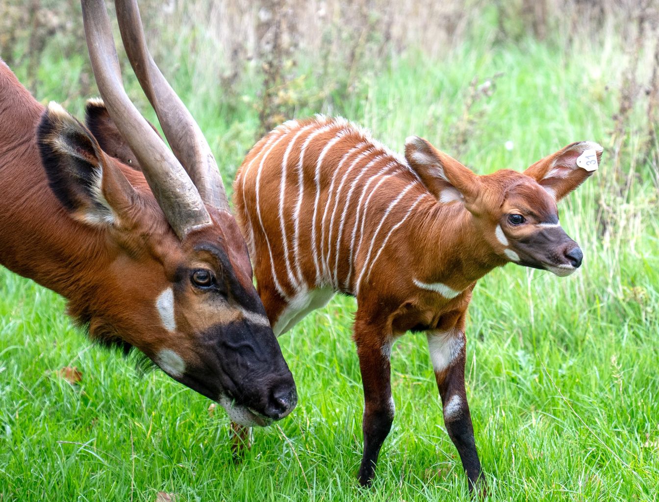 Rare female eastern mountain bongo carf born at Woburn Safari Park