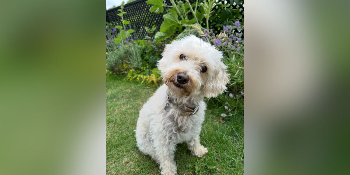 Banbury woman sentenced after XL Bully attack kills pet dog