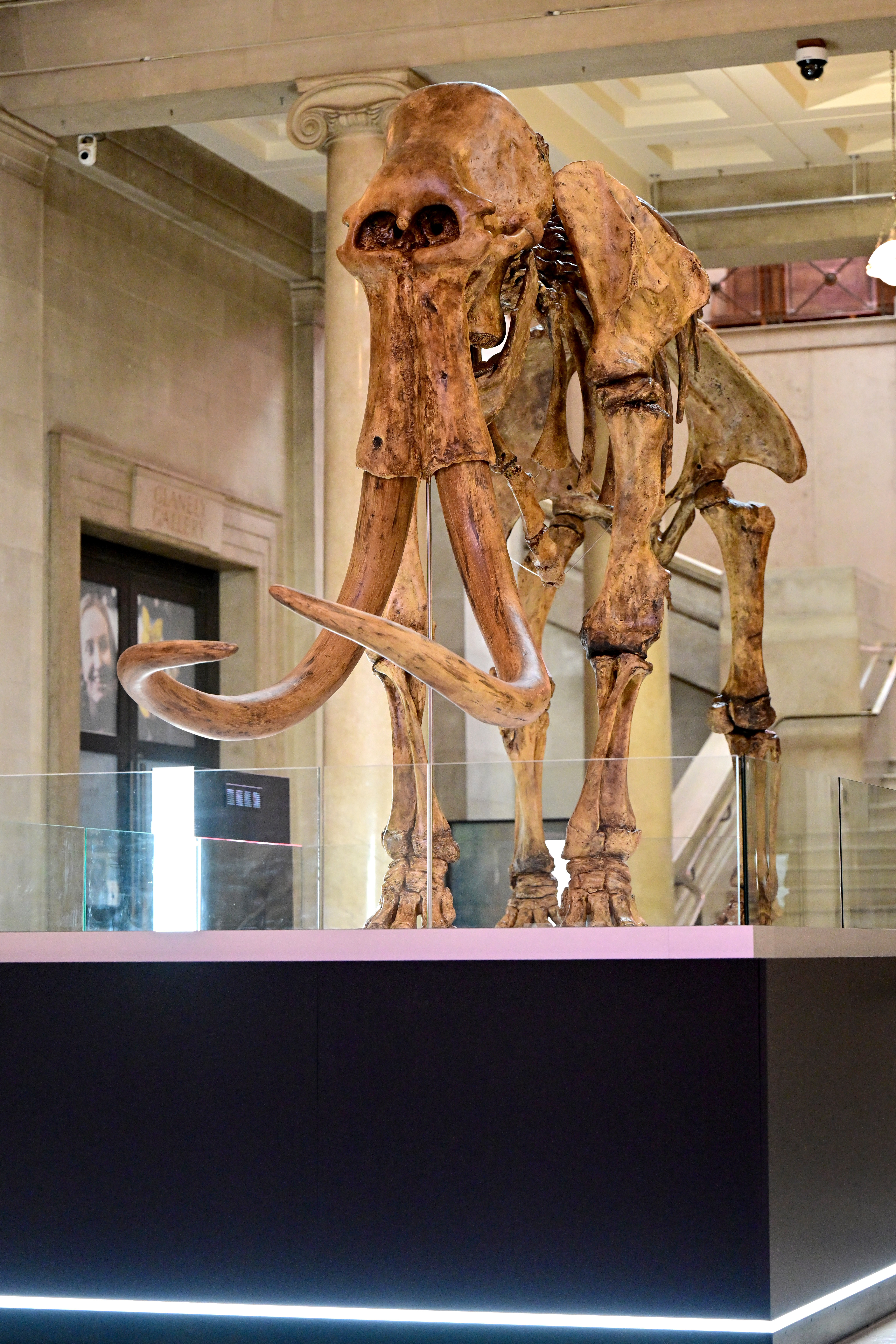 Replica mammoth in Cardiff named 'Tom Bones'