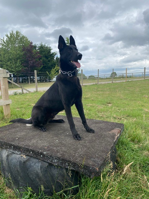 Speeding driver caught by Enzo the Dog in Selby
