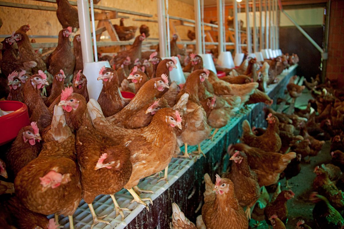 Two further bird flu cases confirmed at poultry sites in Norfolk | News ...