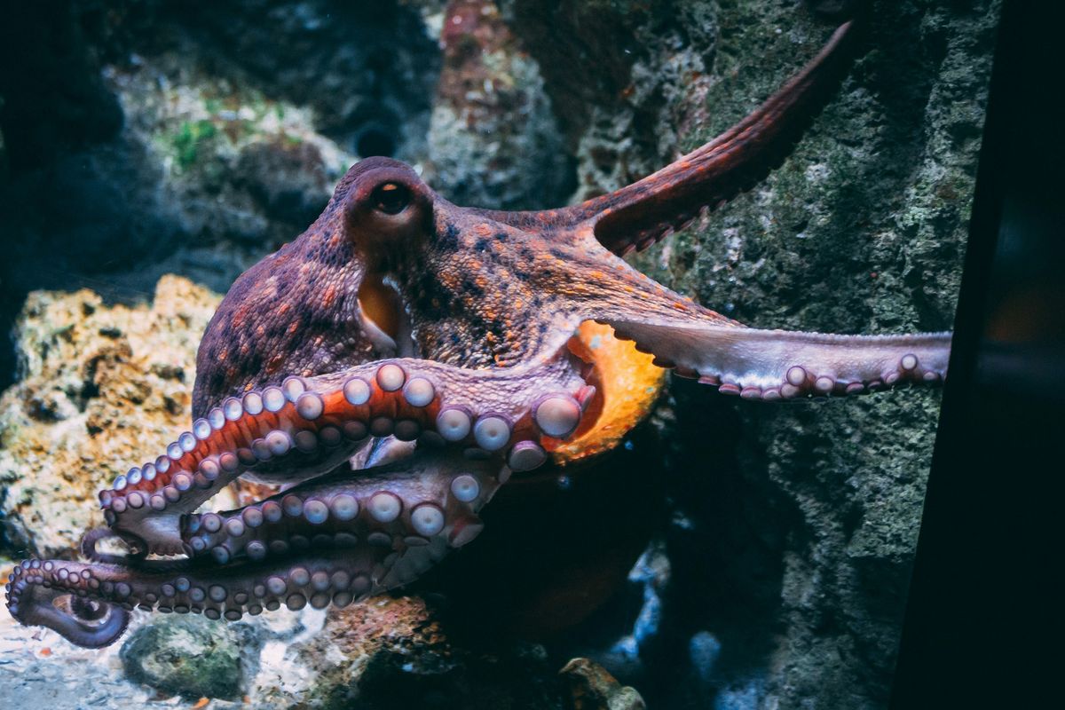2025 'year of the octopus', as numbers spike in the South West
