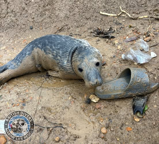 Seal pup found on rubbish-strewn beach is rescued