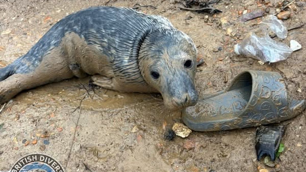 Seal pup found on rubbish-strewn beach is rescued