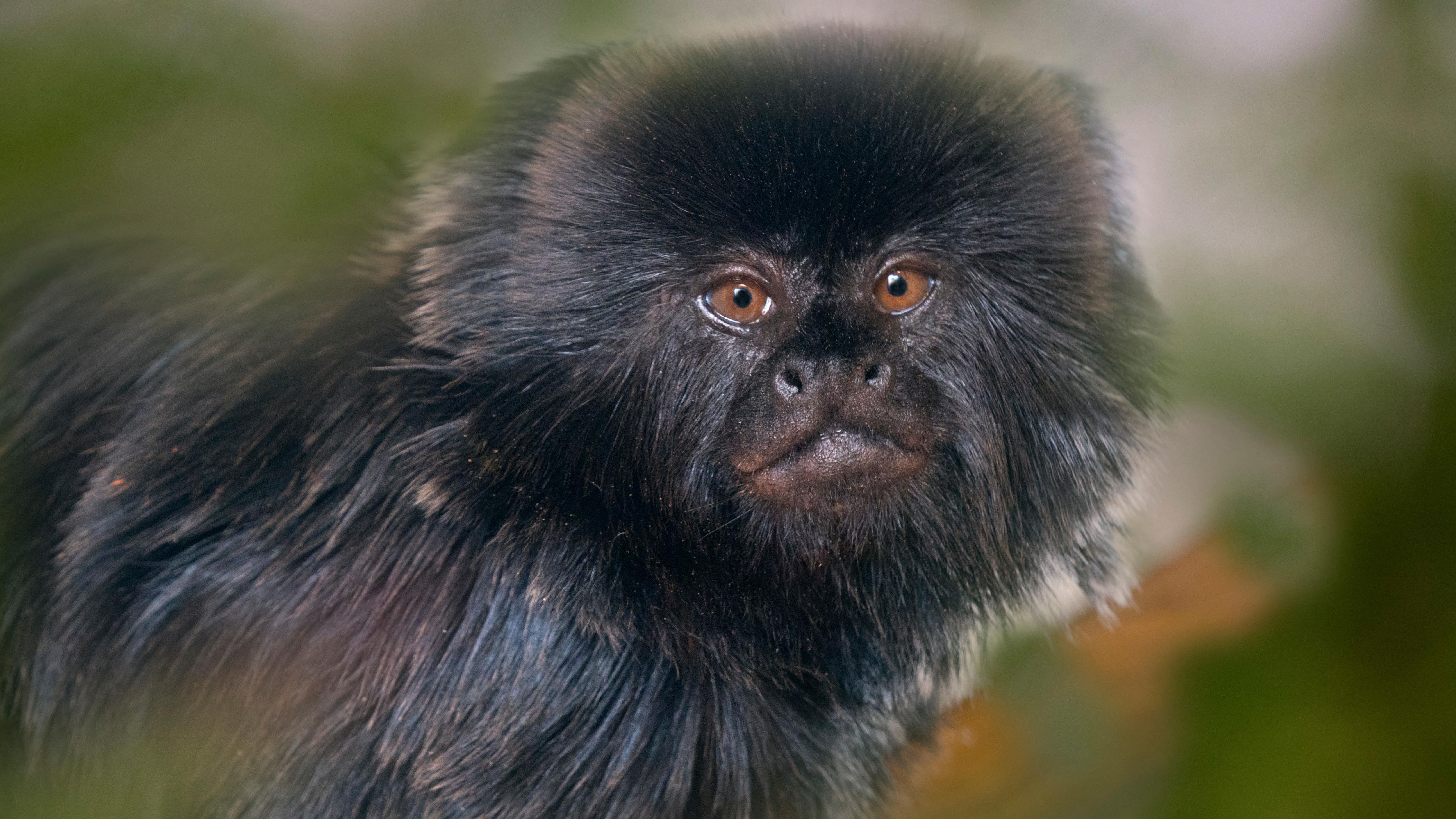 Rustic Monkeys Monkeys arrive at new home in Berkshire