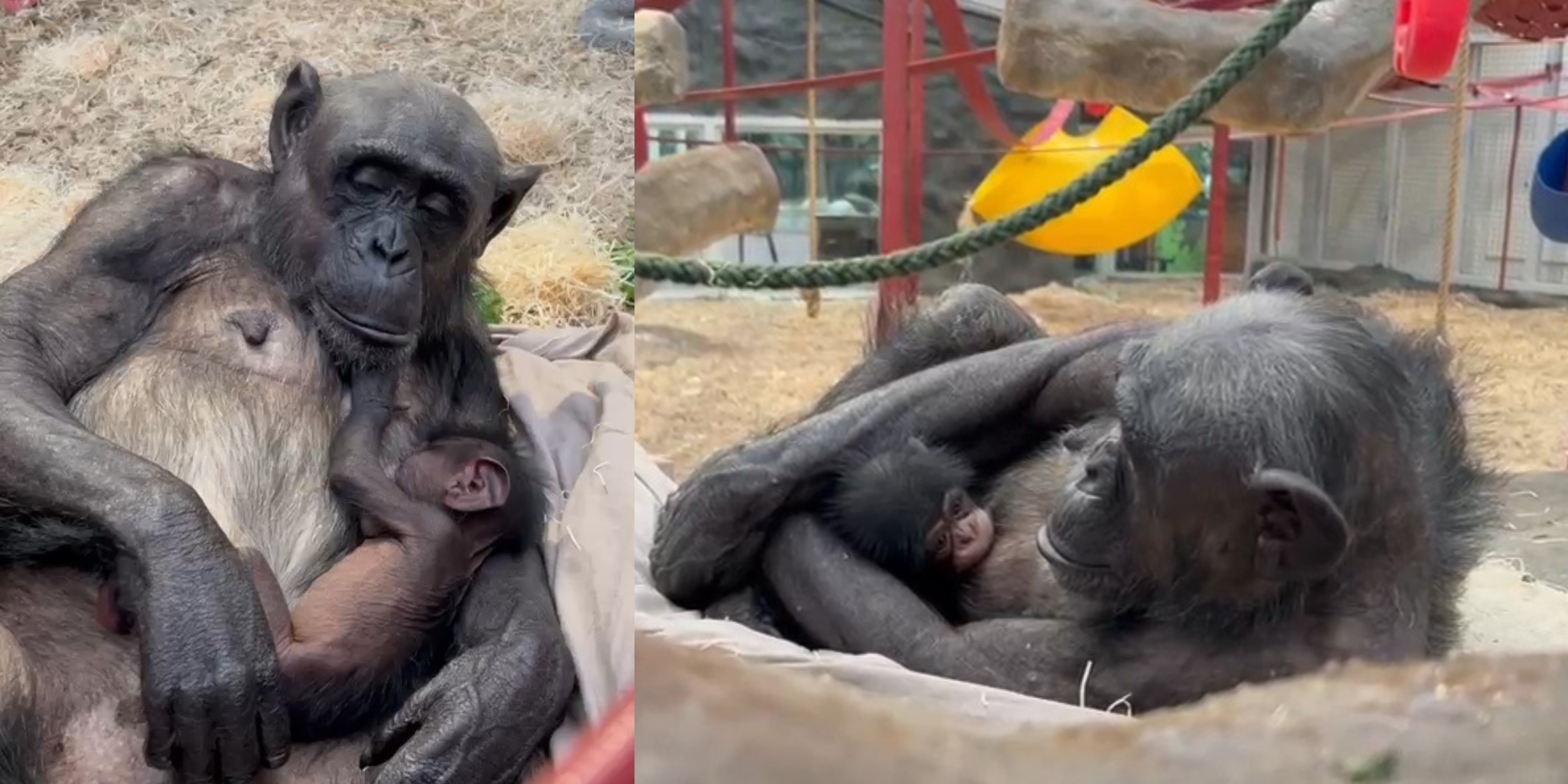 Baby chimpanzee born at Colchester Zoo for the first time in 17 years