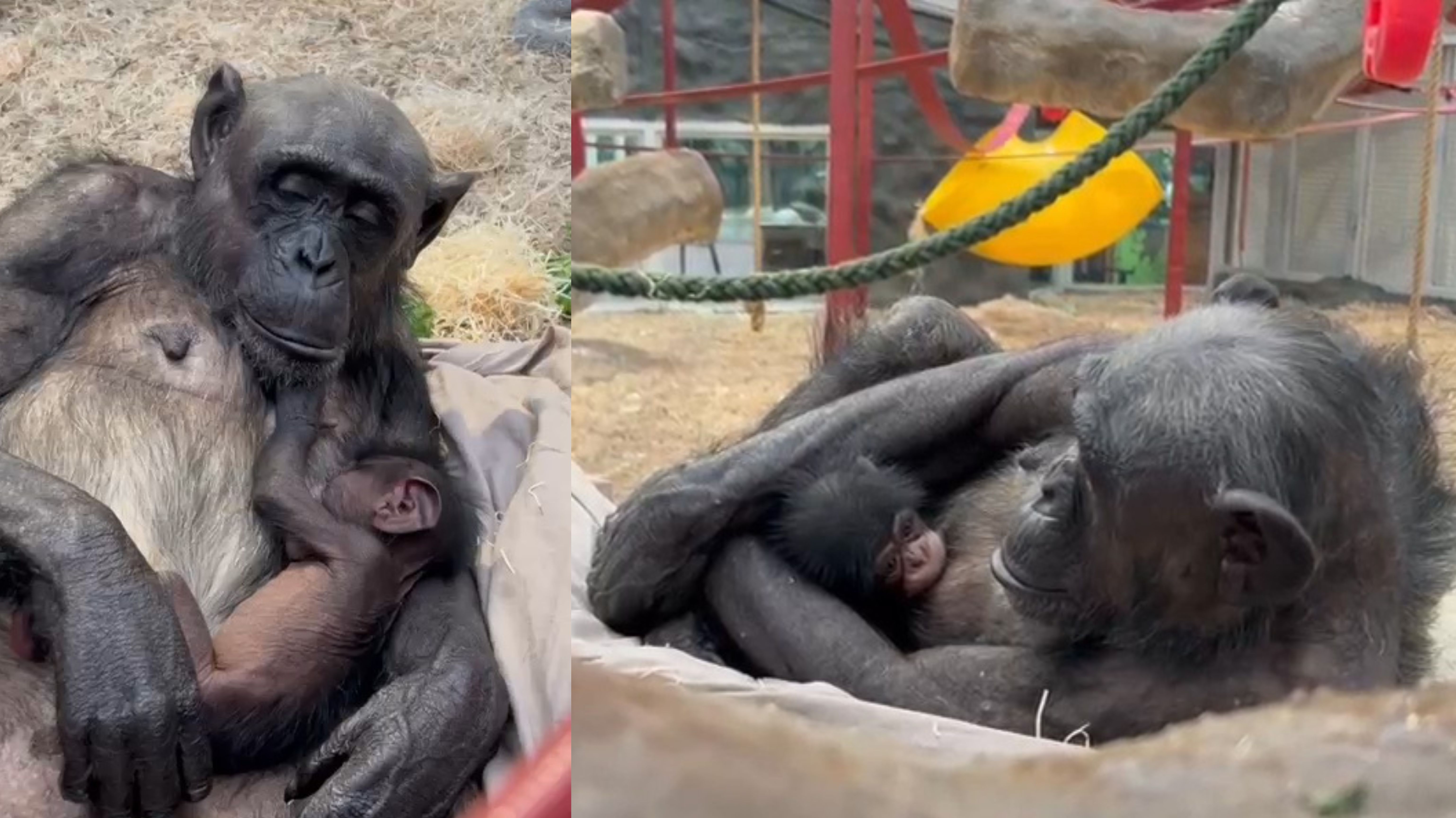 Baby chimpanzee born at Colchester Zoo for the first time in 17 years