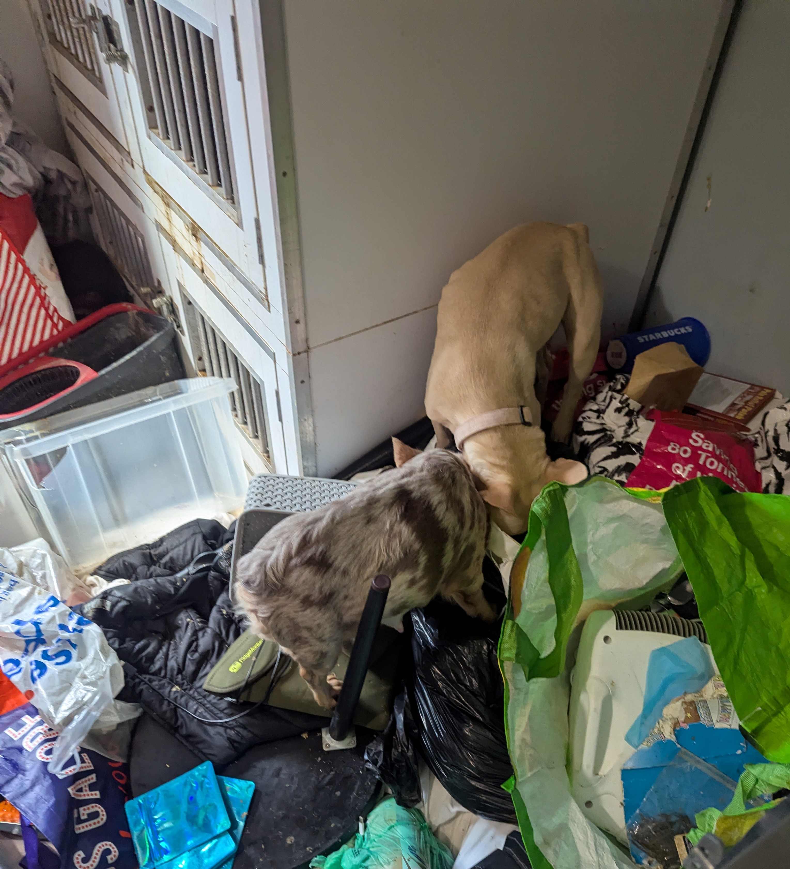 Fifty-two dogs and exotic animals found in filthy conditions in Milford ...