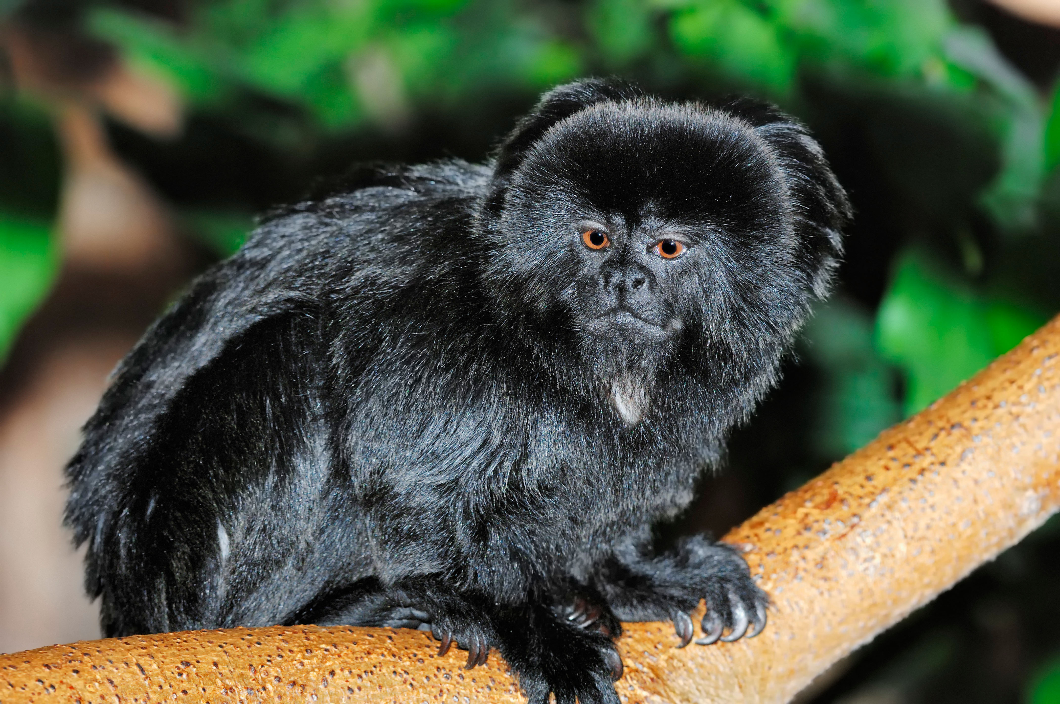 New monkeys get used to their new home in west Berkshire