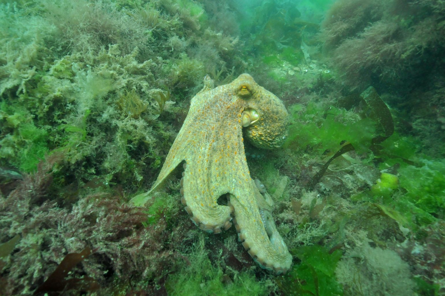 Exceptional Octopus surge continues to pose risk to fishing industry