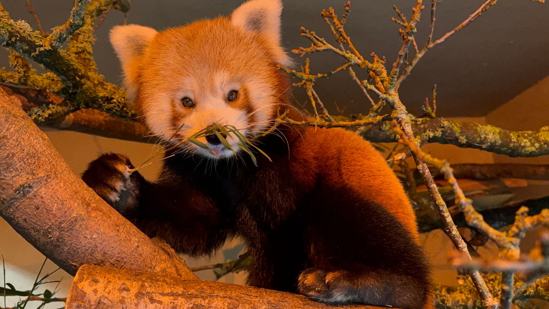 New arrival Neo brings hope for endangered red pandas at Longleat