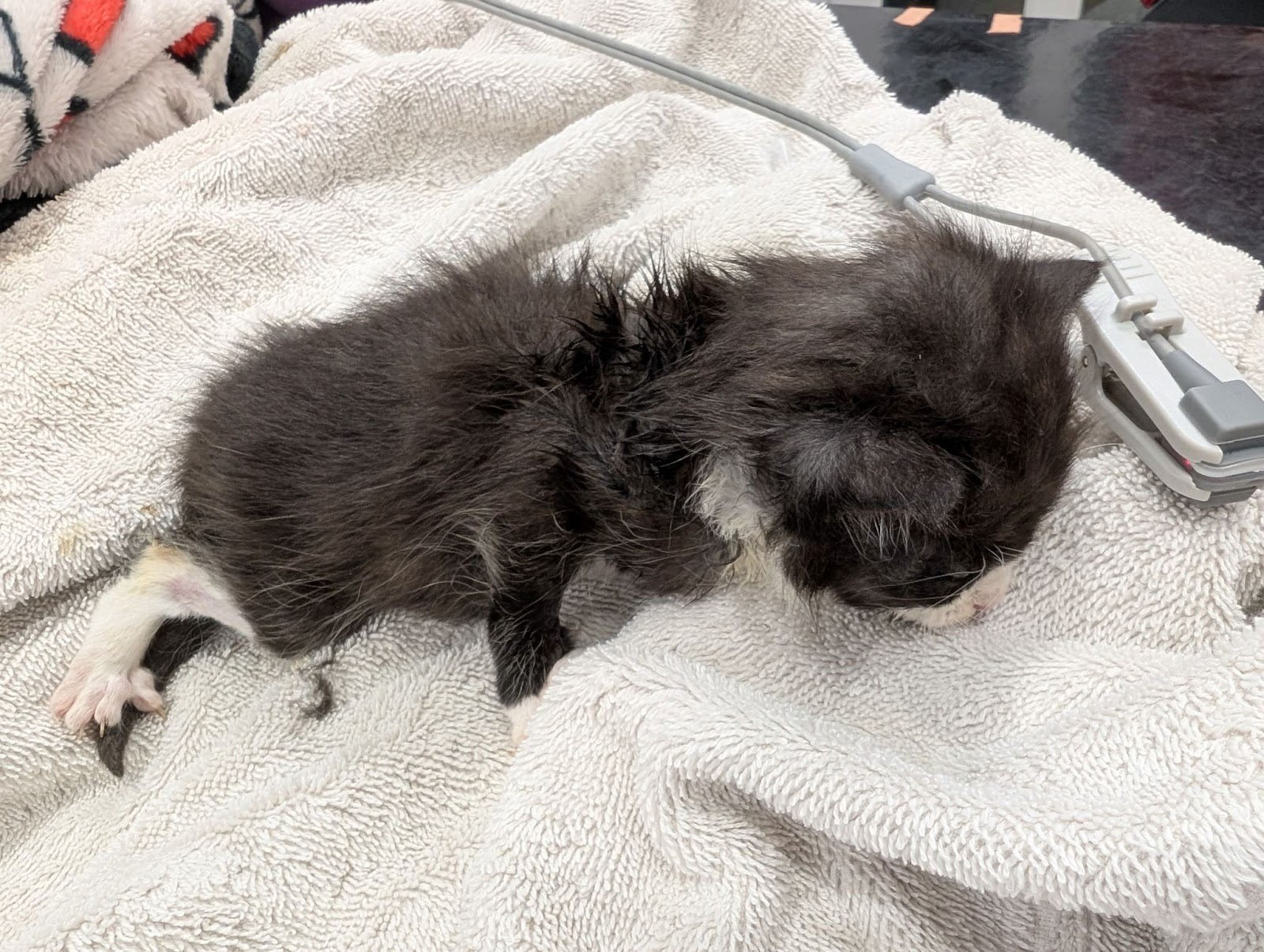 Five kittens found abandoned in supermarket bag in Withernsea | News ...