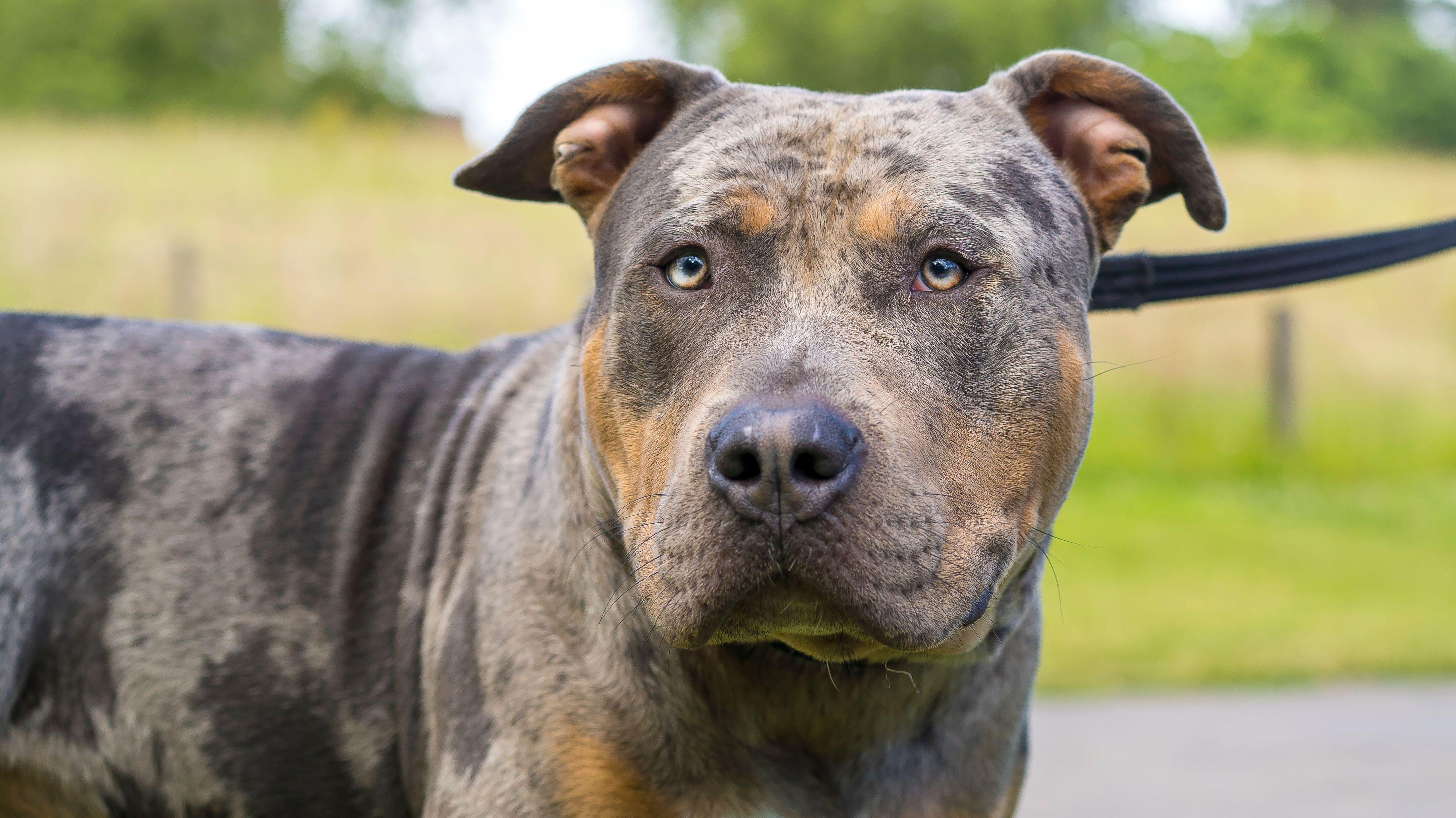 Generic image of XL bully dog