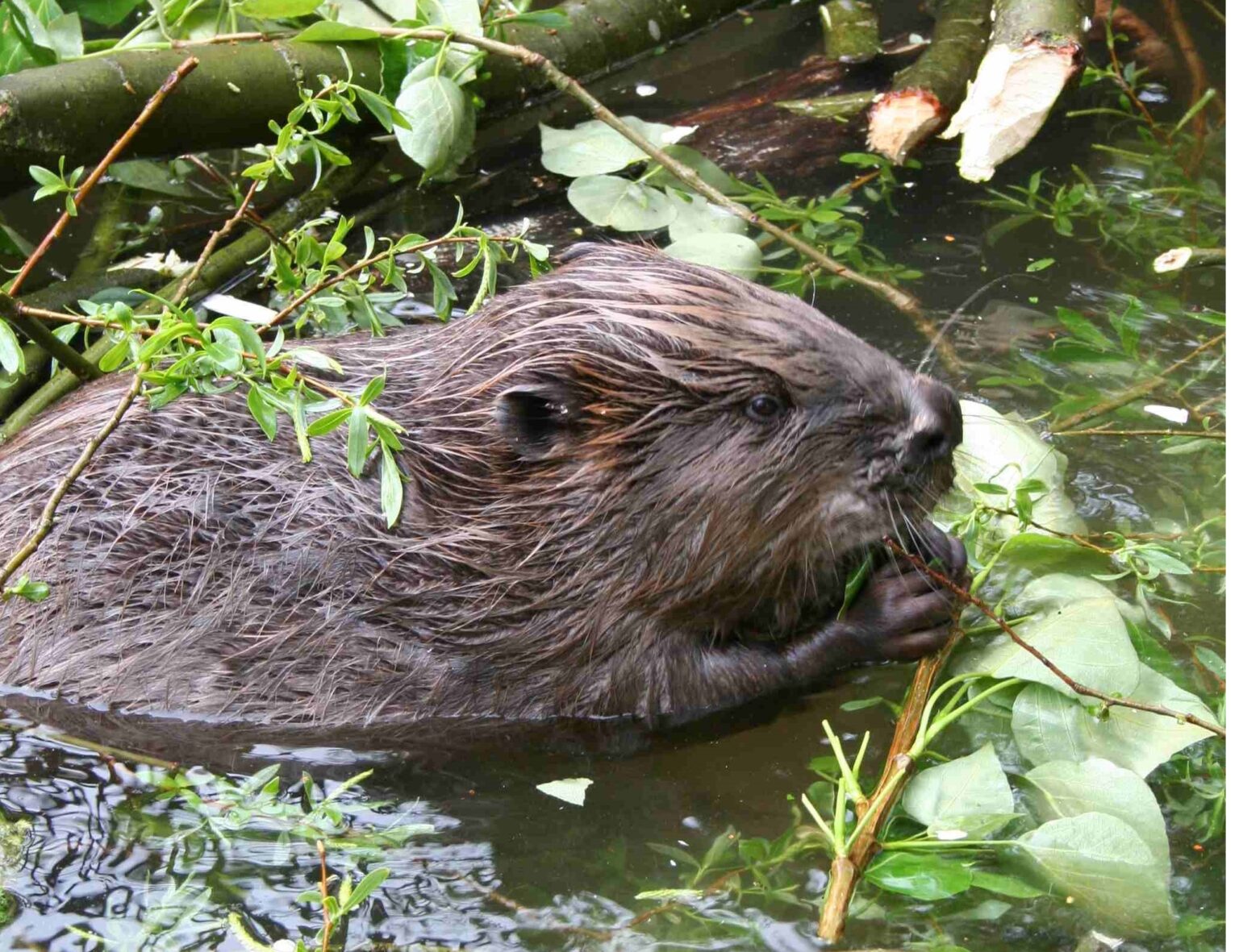 Beavers to be released at two sites in South West | News - Greatest ...