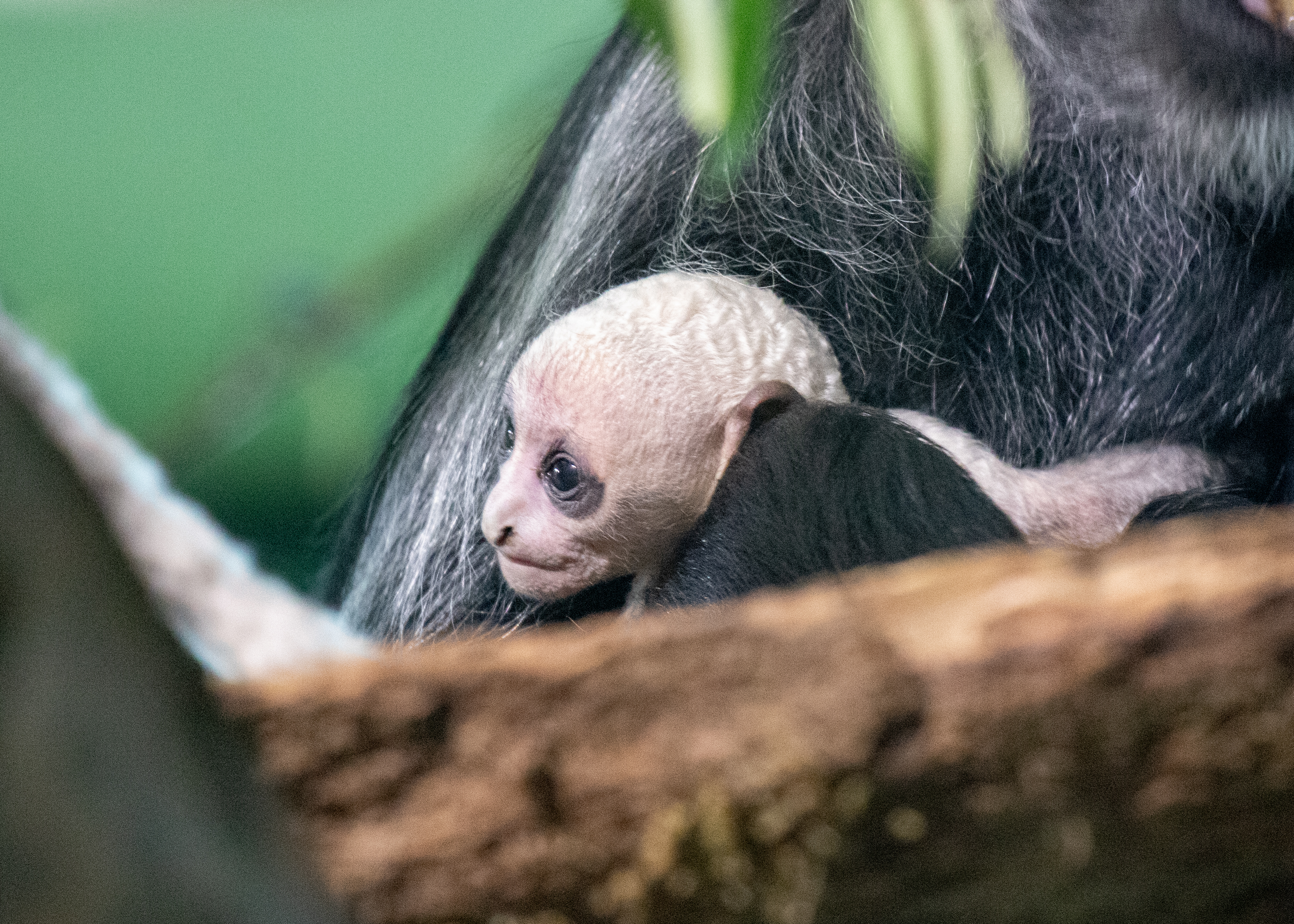 Second rare King Columbus monkey born at Paignton Zoo | News - Hits ...