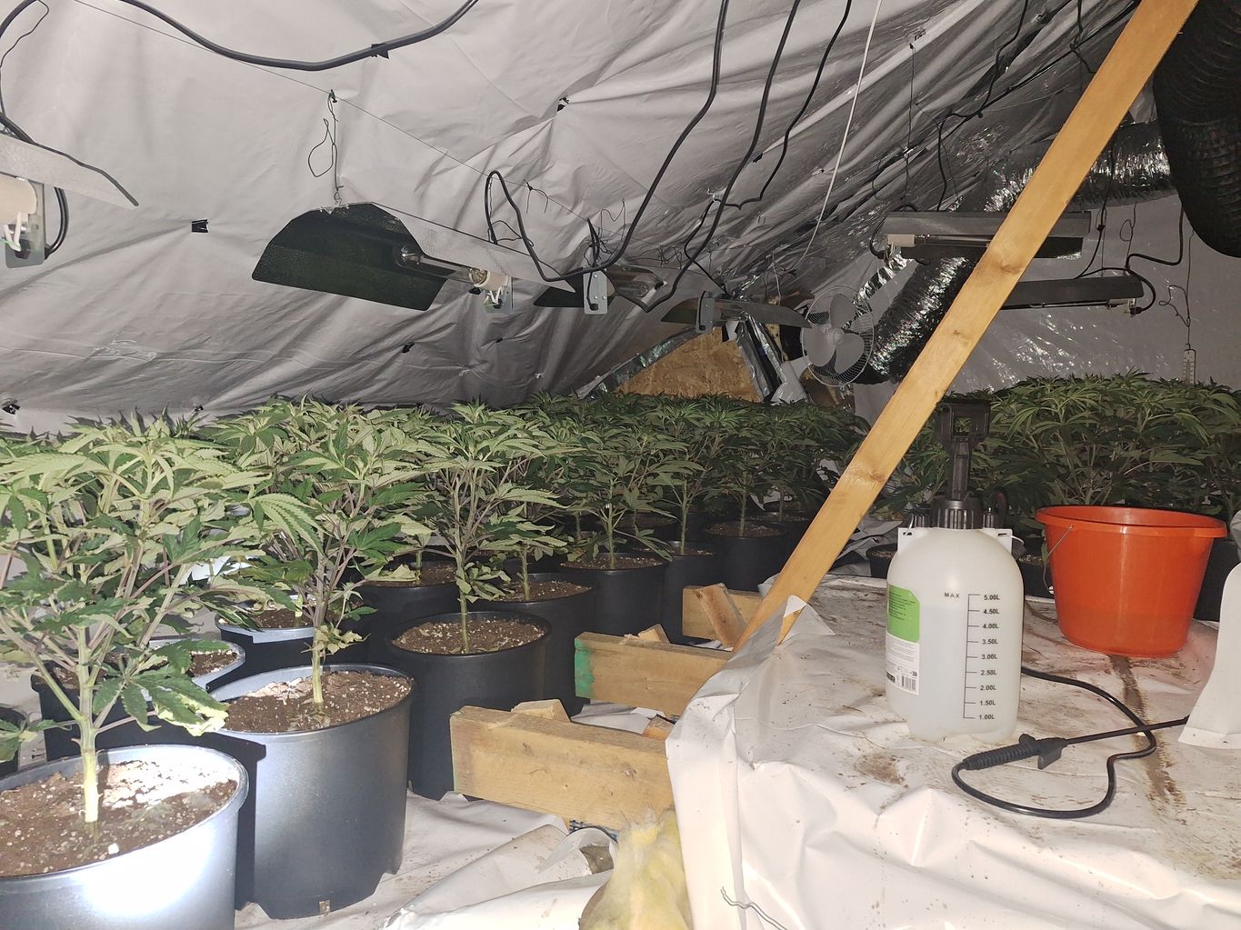 Estimated £40K worth of cannabis plants seized by PSNI | News ...