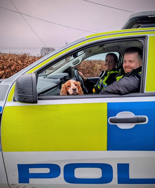Spaniel stolen from Kent in December 2025 found in West Dorset | News ...