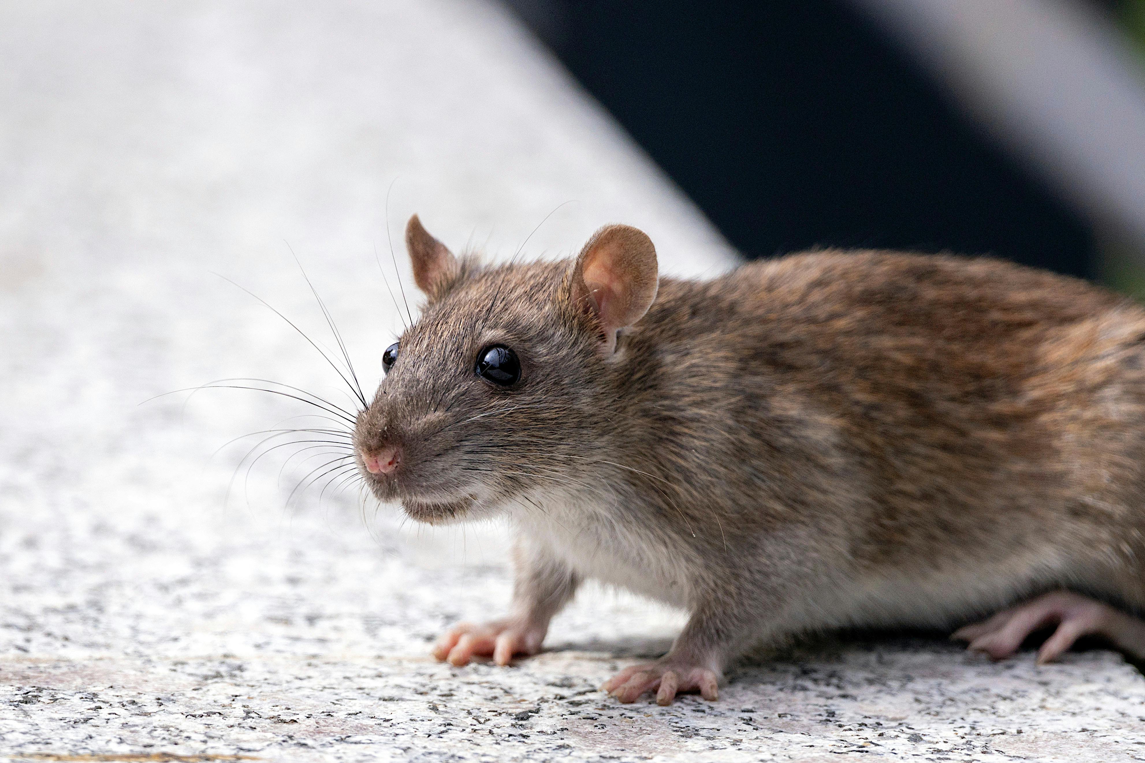 Increased rat activity in West Midlands after warm weather and rain