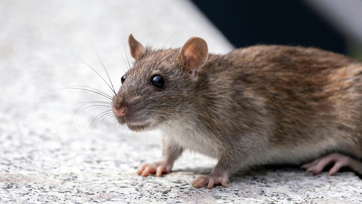 Apollo Rat Increased rat activity in West Midlands after warm weather and rain