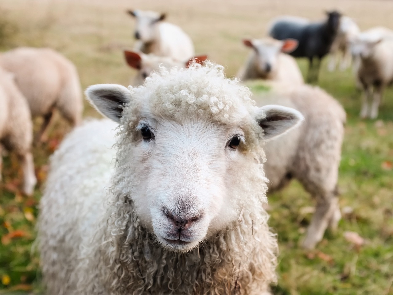Sheep farmers urged to report cases of sheep worrying