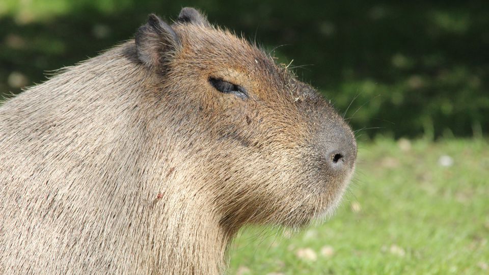 Capybara Vpn Drones to be sent out in hunt for missing Capybara