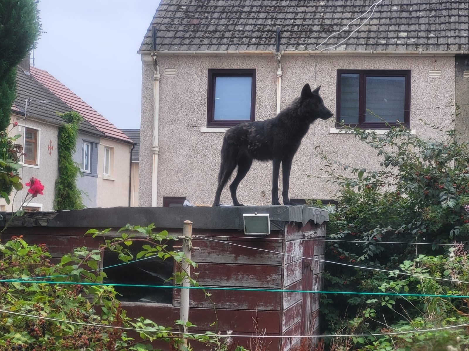 Grangemouth man banned after wolfdogs found in “appalling” conditions