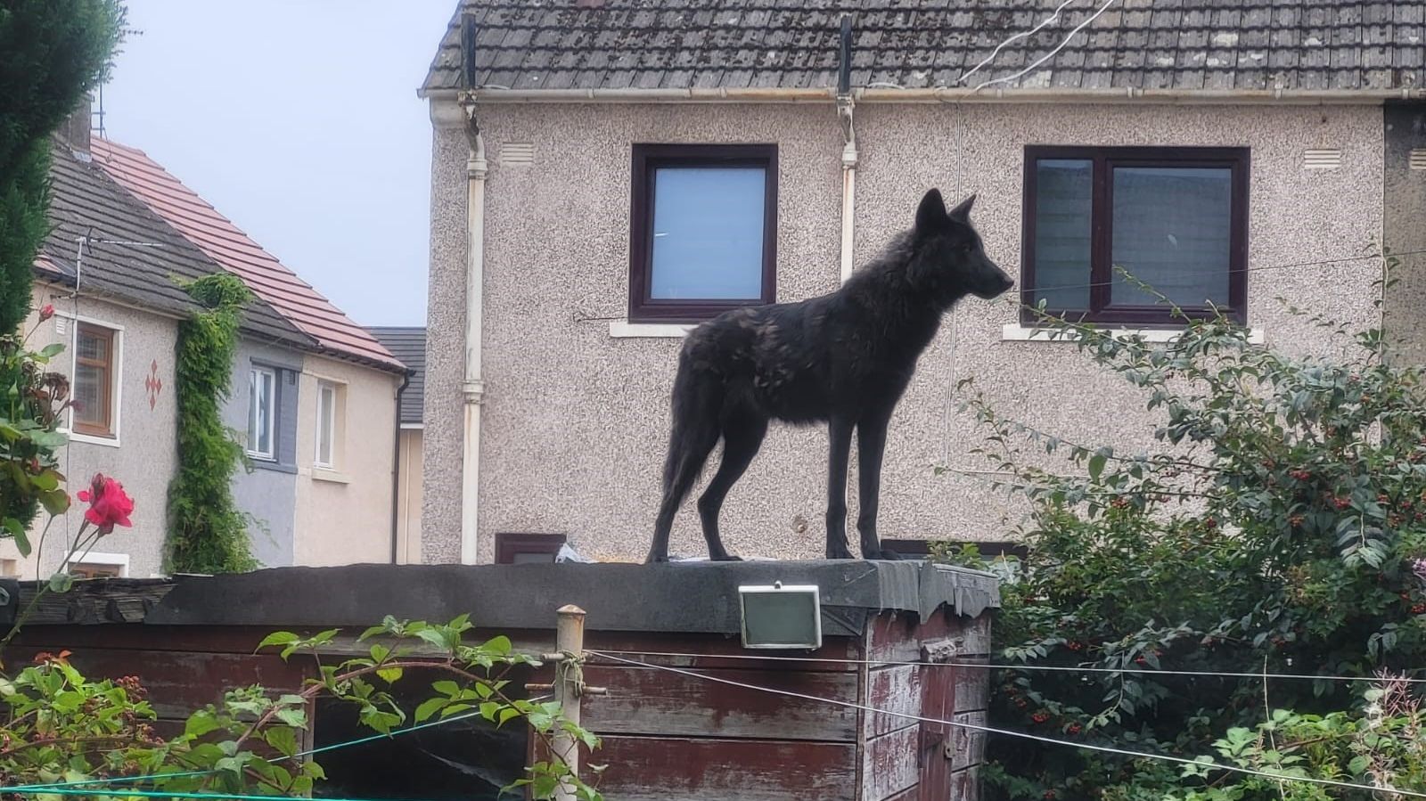 Grangemouth man banned after wolfdogs found in “appalling” conditions