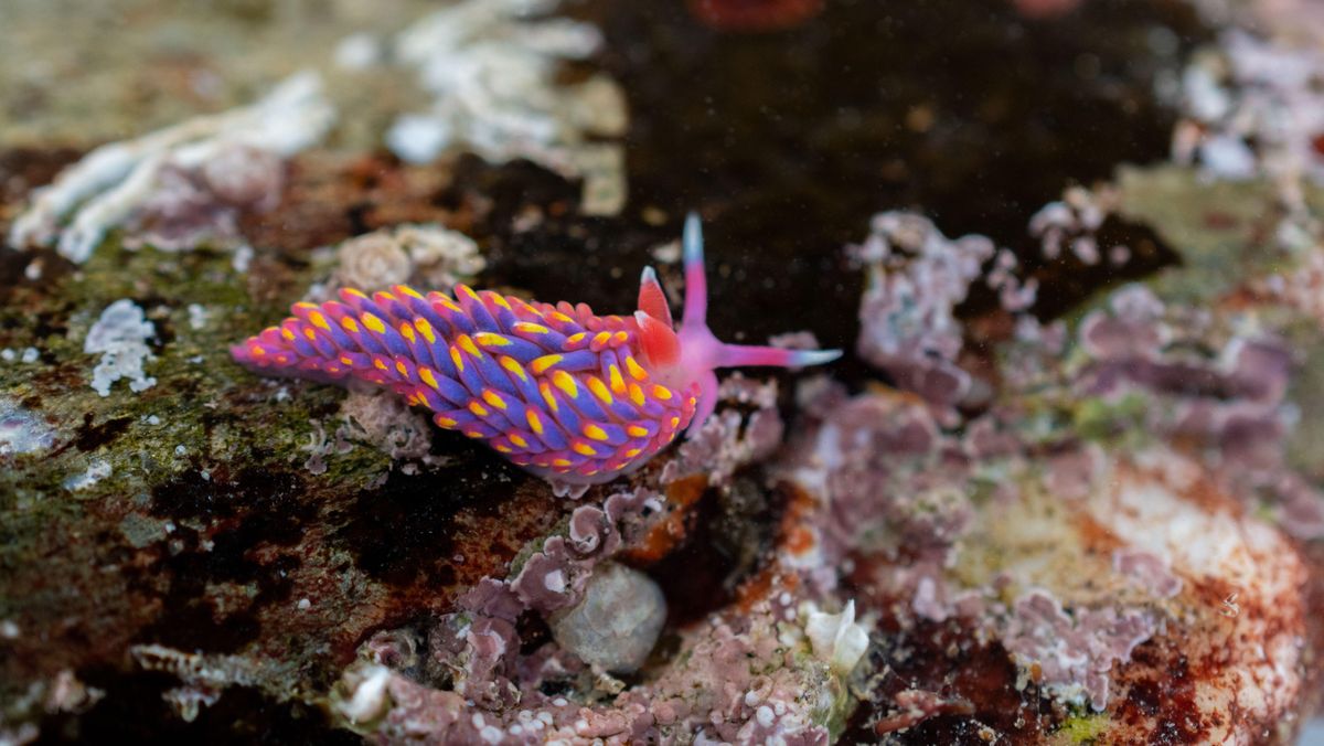 Slug Pool Rainbow Sea Slug spotted in rock pools in Looe