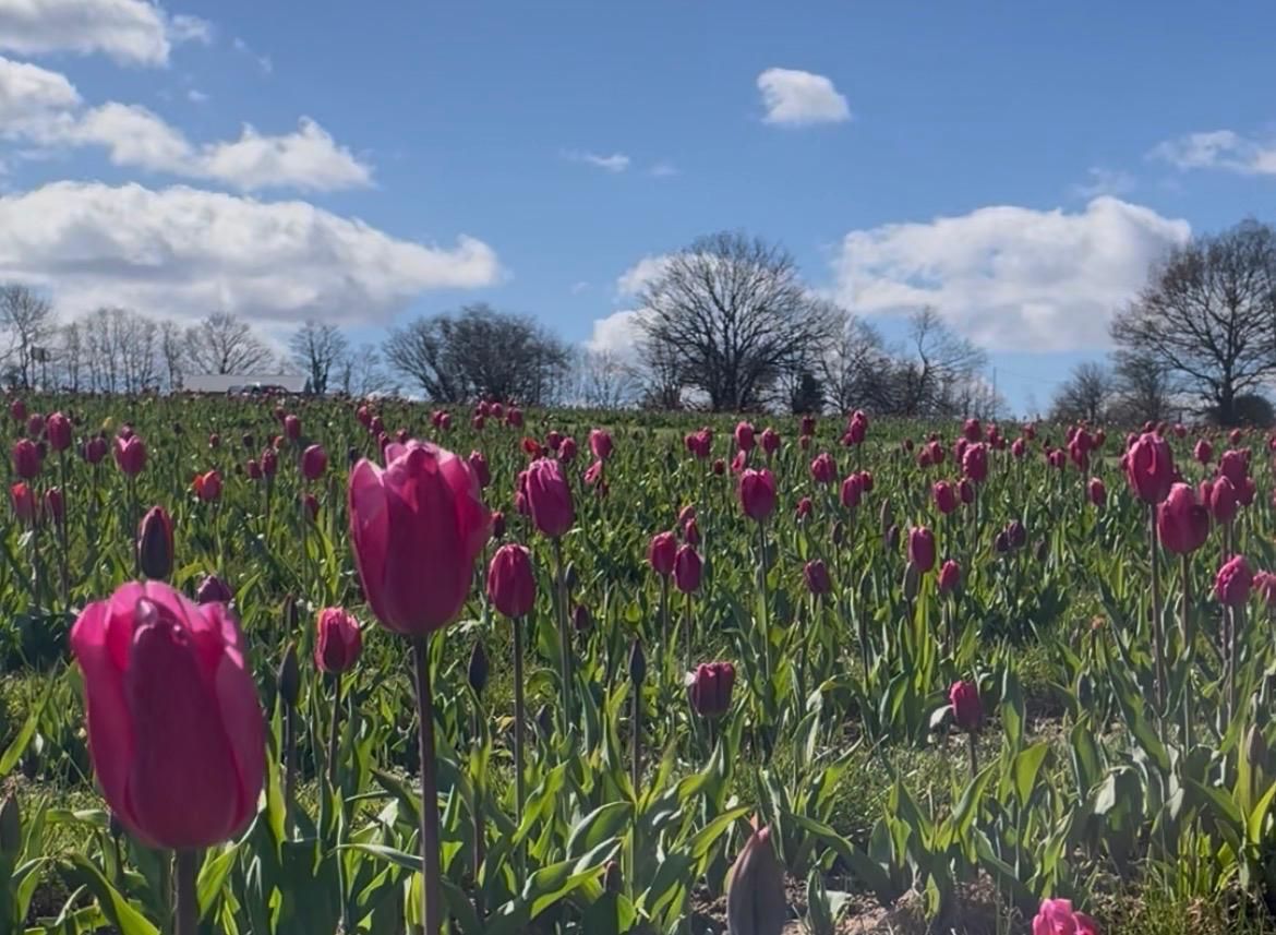 Iconic Sussex Tulip festival welcomes first visitors of the season