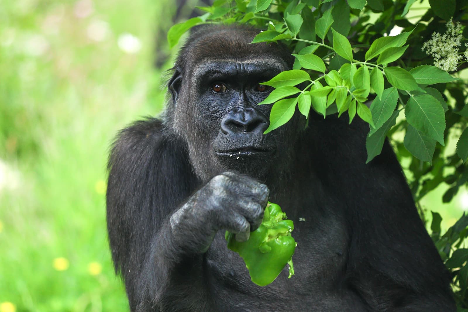 Gorilla in greenery