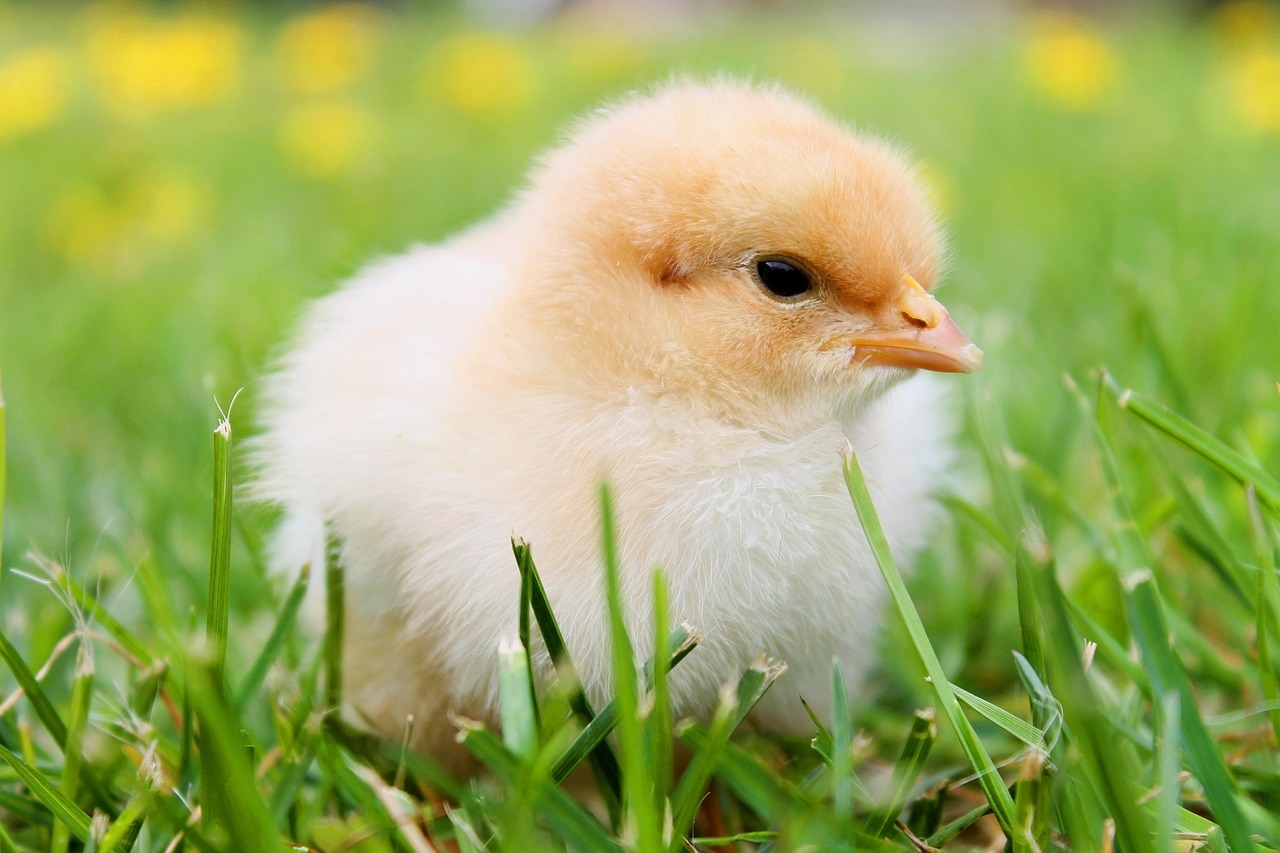 New Study Reveals the Positive Impact of Gentle Human Interaction on Chicks
