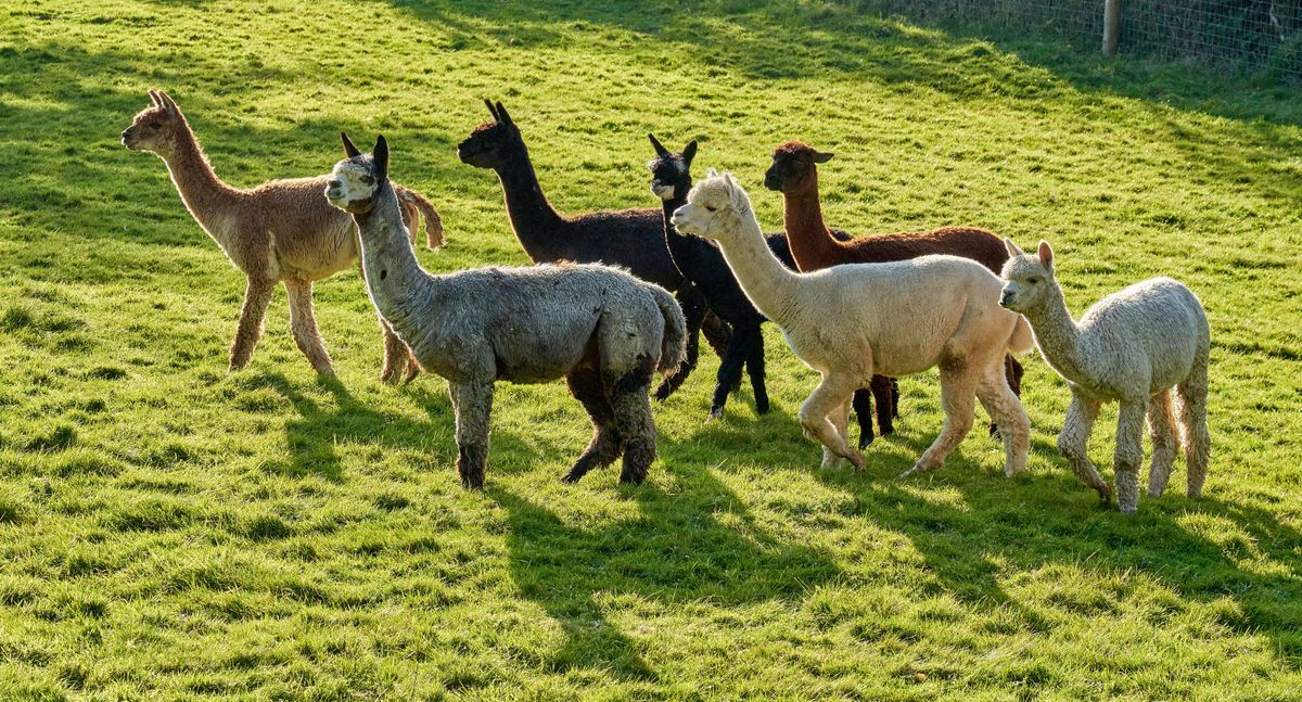 Dog walkers urged to keep pets under control after death of alpacas ...