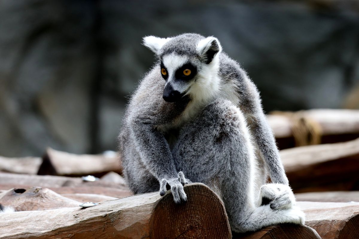Askham Bryan College transforms Wildlife Park into Teaching Zoo