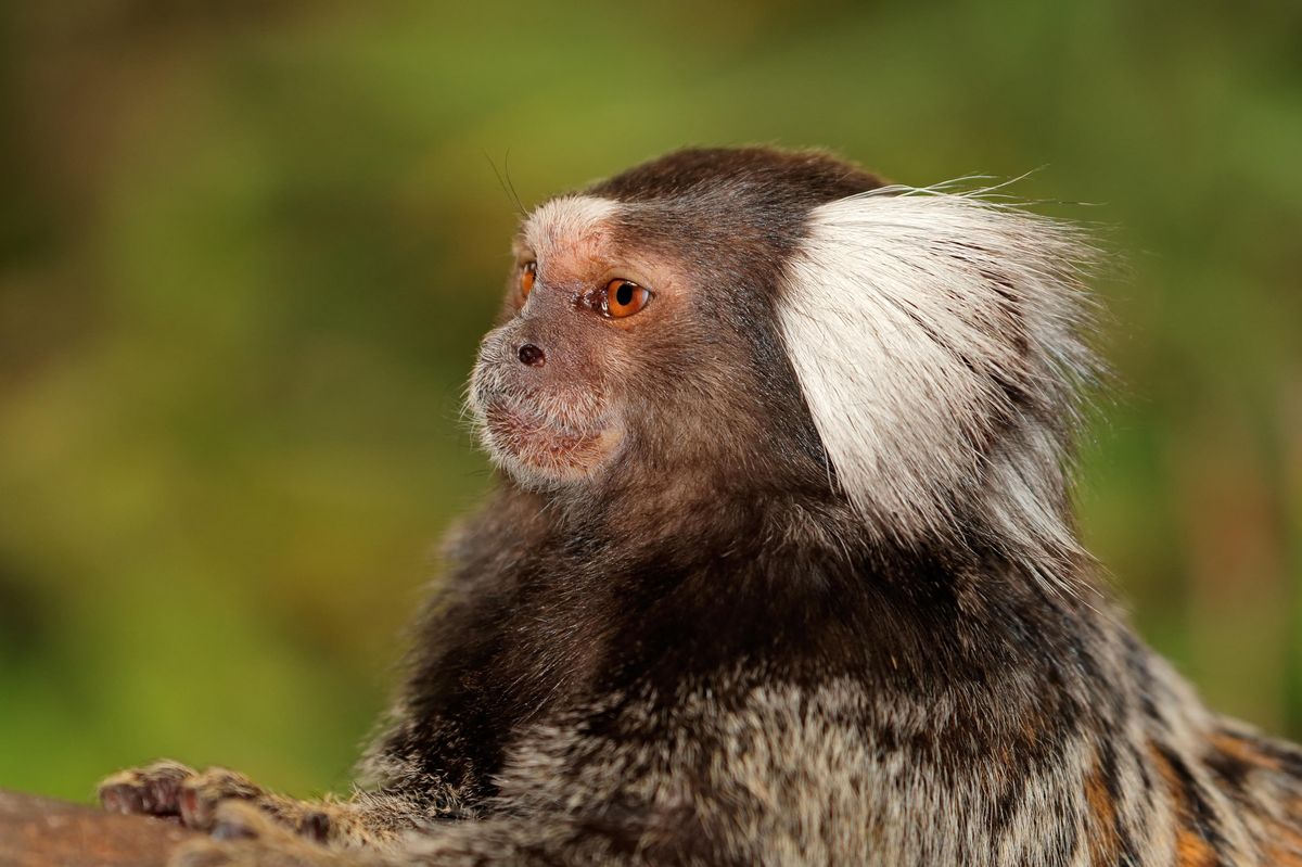 Monkey found in car in Cumbria set to gain specialist care in Dorset ...