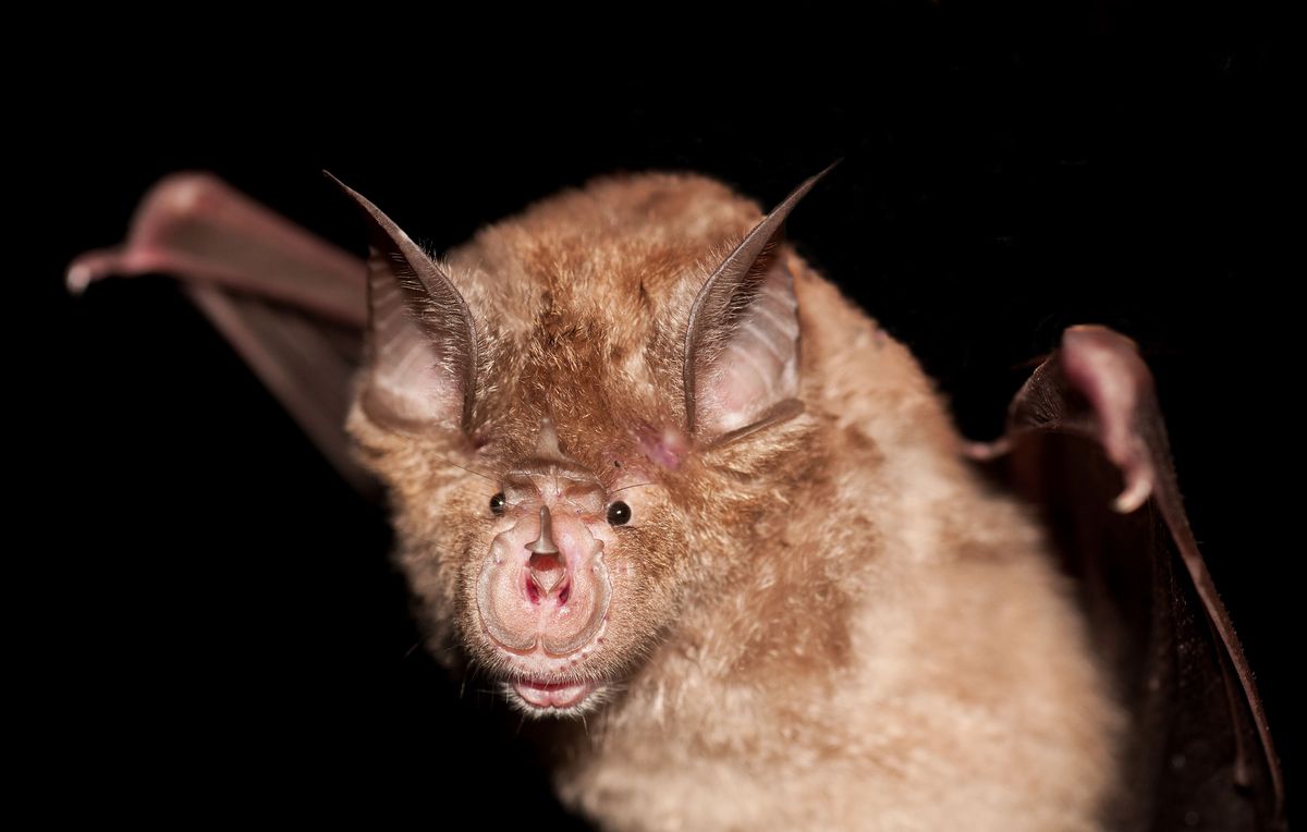 5-metre-high special bat tower to be built in Pembrokeshire