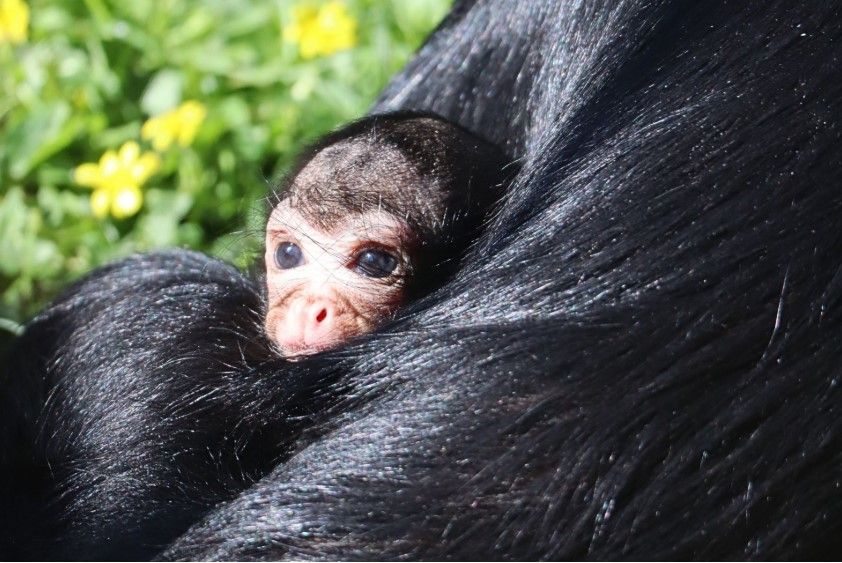 Help name the endangered baby monkey at Drusillas Park | News - Hits ...