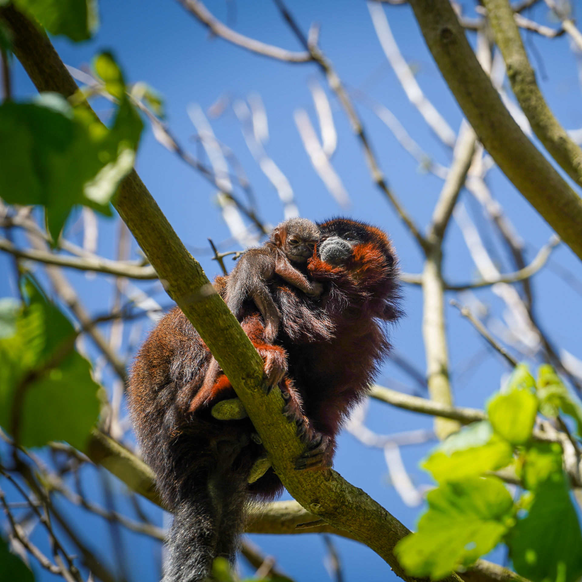 Tiny baby monkey is latest addition to Yorkshire Wildlife Park | News ...